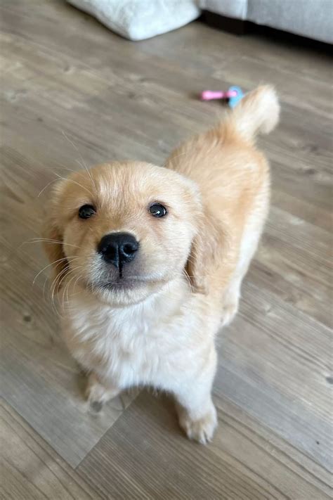 she looks like a seal #goldenpuppy #goldenretriever # ...