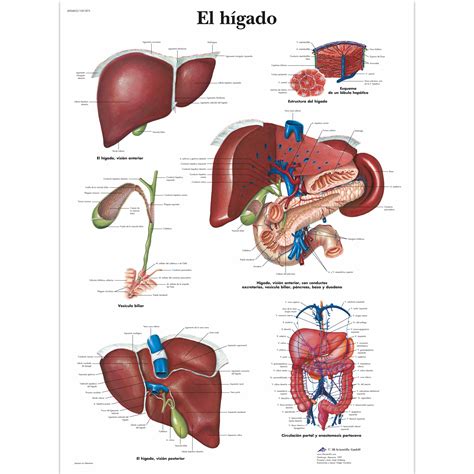 El hígado - 1001875 - VR3425L - Metabolic System - 3B Scientific