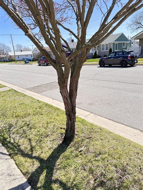 Image result for Tree with Bark Rot