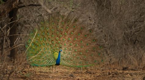 New Report Finds That 101 Indian Bird Species Require Immediate ...