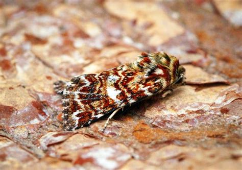 Image result for Moth Identifier