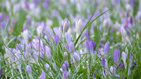 Wallpaper saffron, flowers, grass, petals hd, picture, image