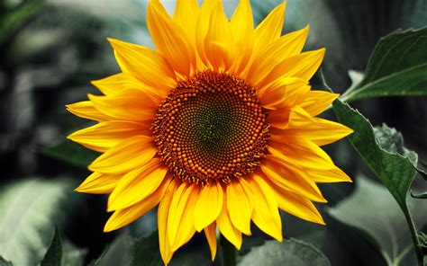 Image result for Sunflower Optimization Algorithm