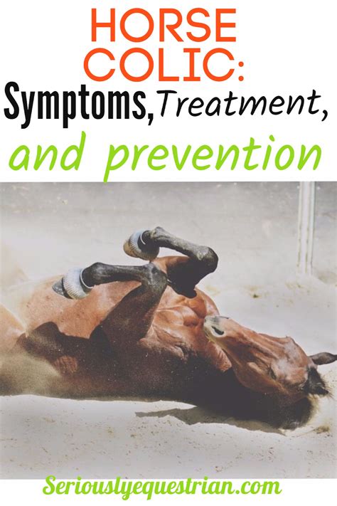 Horse colic symptoms causes and treatment – Artofit