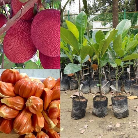 1 Thailand Pink Jackfruit Plant Pack Of 1 Live Grafted Pink Jackfruit ...