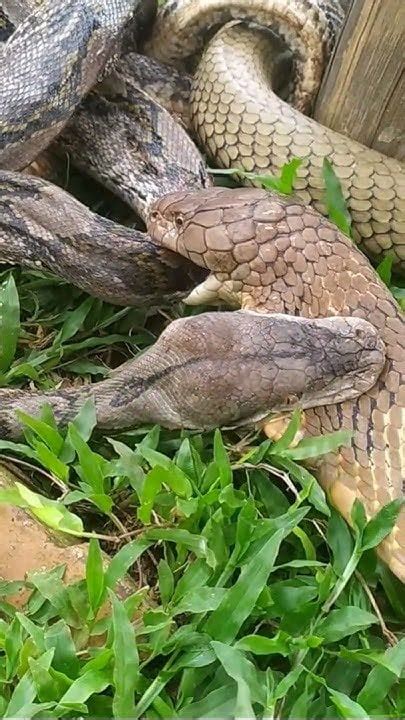 Image result for Konigskobra vs Python