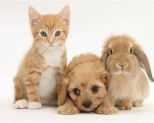 Image result for Bunny and Puppy