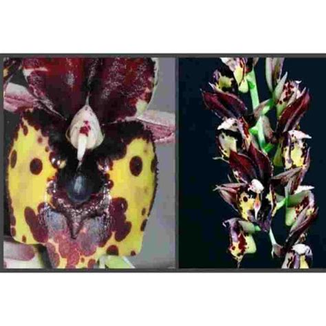 Ctsm. Kidney Bean 'Jamie's Golden Eye' – EXOTICA ORCHIDS