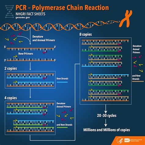 PCR Process 的图像结果