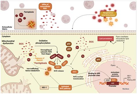 The Role of the Nrf2 Pathway in Airway Tissue Damage Due to Viral ...