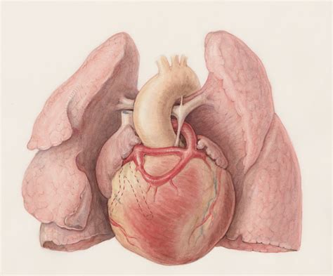 Colon Cancer Recurrence: Understanding the Risks, Symptoms, and ...