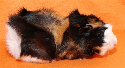 Viele Meerschweinchen suchen in Biblis | Tiere | Kleinanzeigen