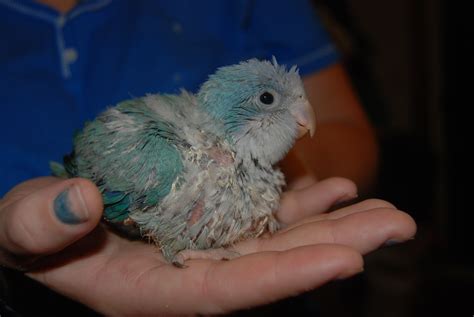 Baby Handfed Quakers Parrots Available | Whidbey Birds
