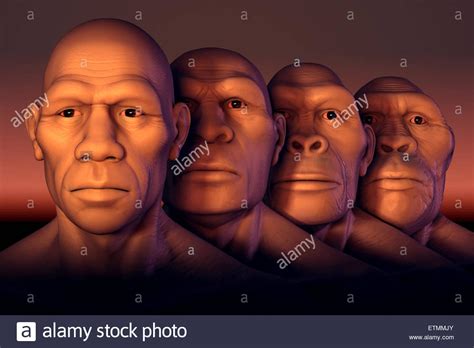 Image result for Human Evolution Australopithecus