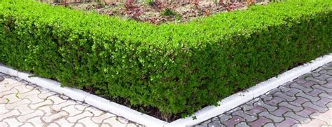 Image result for Privet Types