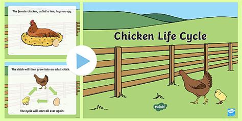 Life Cycle of a Chicken PowerPoint | Twinkl Resources USA
