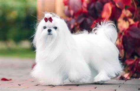 Maltese Dog