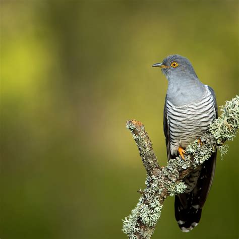 Youtube Sounds Of Cuckoo Bird