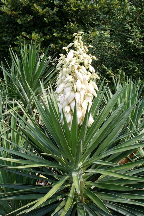 JLBG: Yucca aloifolia in flower
