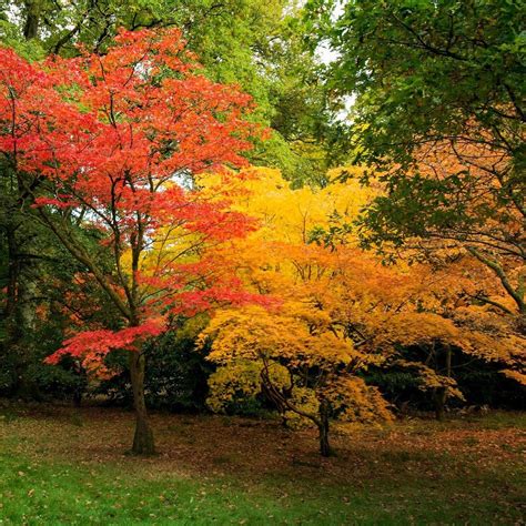WESTONBIRT ARBORETUM (2025) All You Need to Know BEFORE You Go (with ...