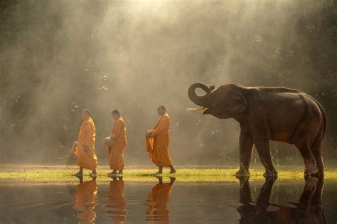 Thailand Animals