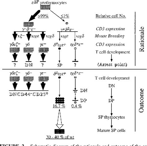 Image result for Lymphocyte Precursor