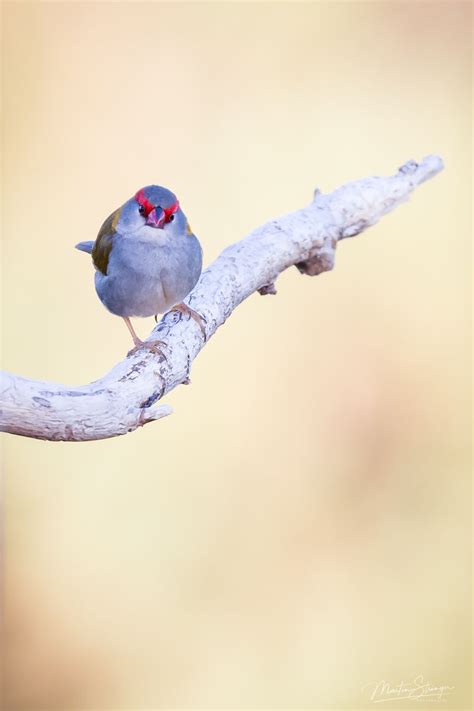 Earth Time Winter: Bird Language and Expanded Awareness, Darebin ...