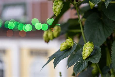 10 Reasons to Visit Whistle Hop Brewing — This Here Town