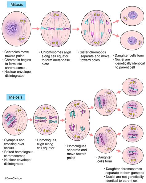 Image result for Cell Reproduction Process