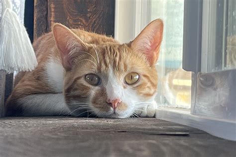 Pet of the Month - San Juan Veterinary Clinic