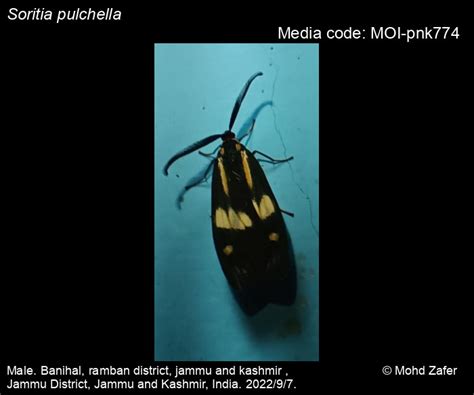 Soritia pulchella (Kollar, [1844]) - | Moths