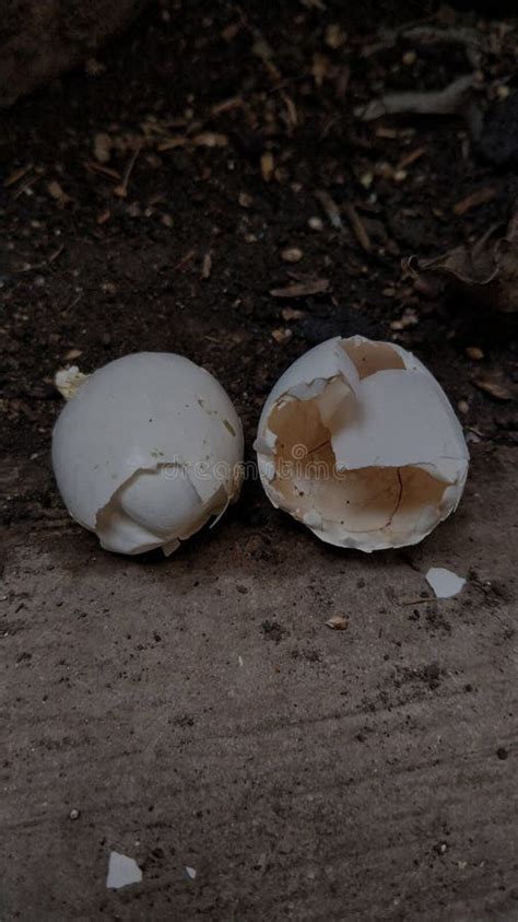 Image result for Outer Shell Egg