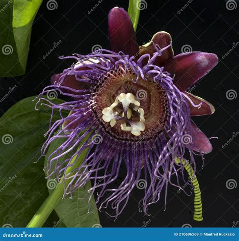 Passiflora Quadrangularis, Giant Granadilla - Rare Tropical Plant Stock ...