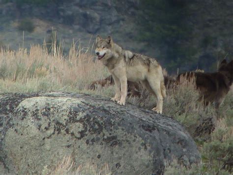 Image result for Yellowstone Grey Wolves