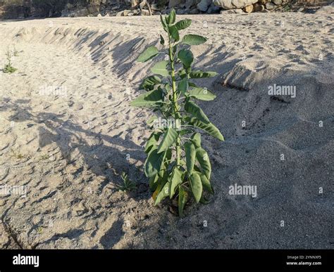 tree tobacco (Nicotiana glauca Stock Photo - Alamy