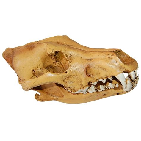Resin Wolf Skull Head Model Figurine - 13081645037 - oficjalne archiwum ...