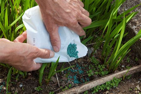 Snail Bait Poisoning In Dogs Treatment at Lola Epperson blog