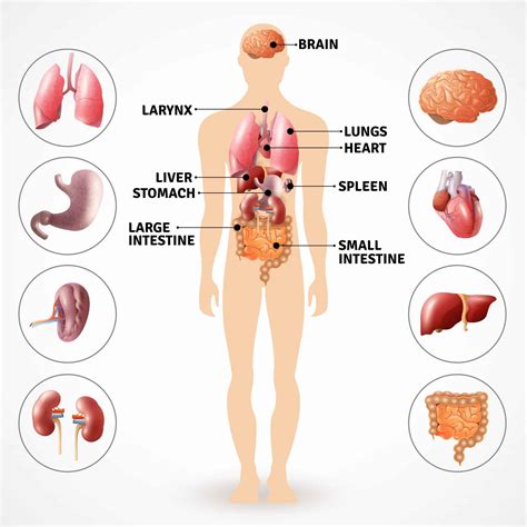 Image result for Liver Organ Function