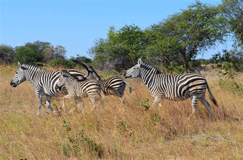 Free Images : grass, adventure, wildlife, bush, grazing, africa, fauna ...