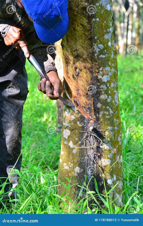 Image result for Rubber Tree Tapping