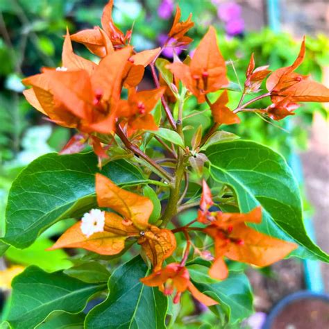 Bougainvillea "Fire Opal" Flowering - Plant – Lalit Enterprise