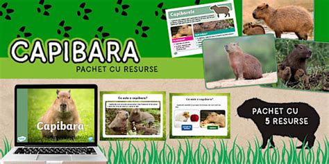 Capibara – Pachet cu resurse 6-9 ani