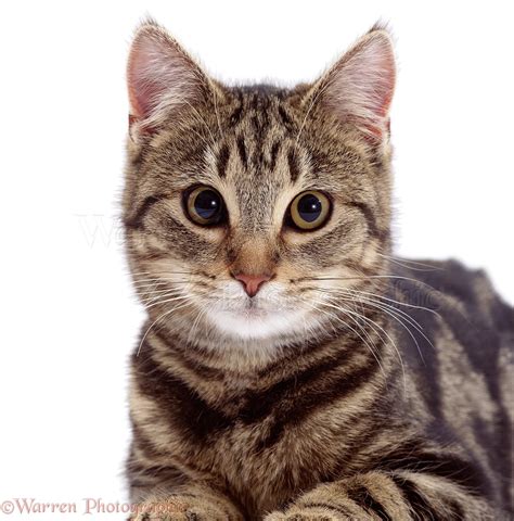Tabby cat's face photo WP02395