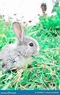 Image result for Spring Bunnies Playing Wallpaper