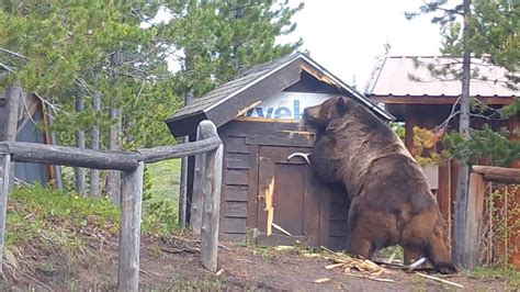 Photos show impressive size of grizzly bears