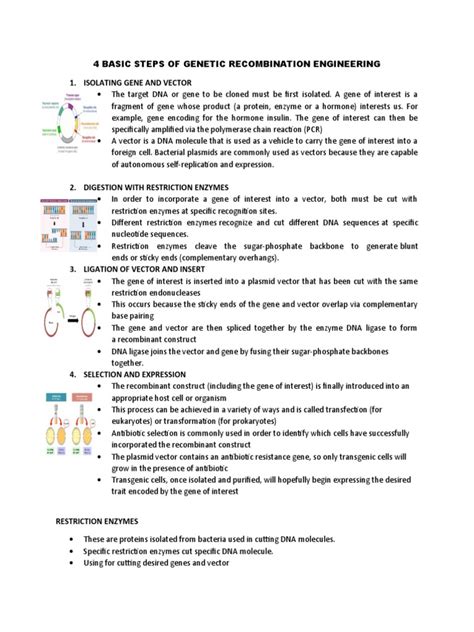 Recombination Engineering Flow Chart 的图像结果