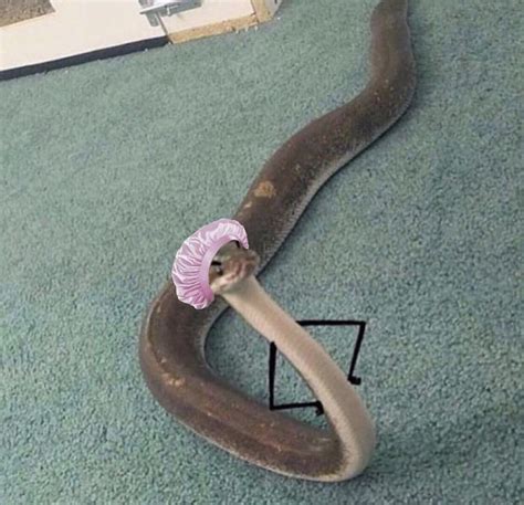 Snake Pfp