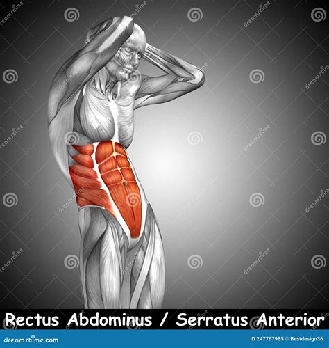 Image result for Muscle Model Chest Anatomy