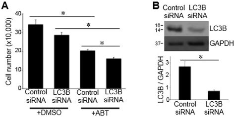 Effects of Bcl-2/Bcl-xL Inhibitors on Pulmonary Artery Smooth Muscle Cells