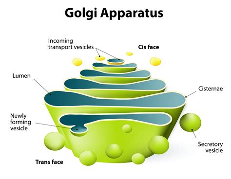 golgi body clipart - Clipground